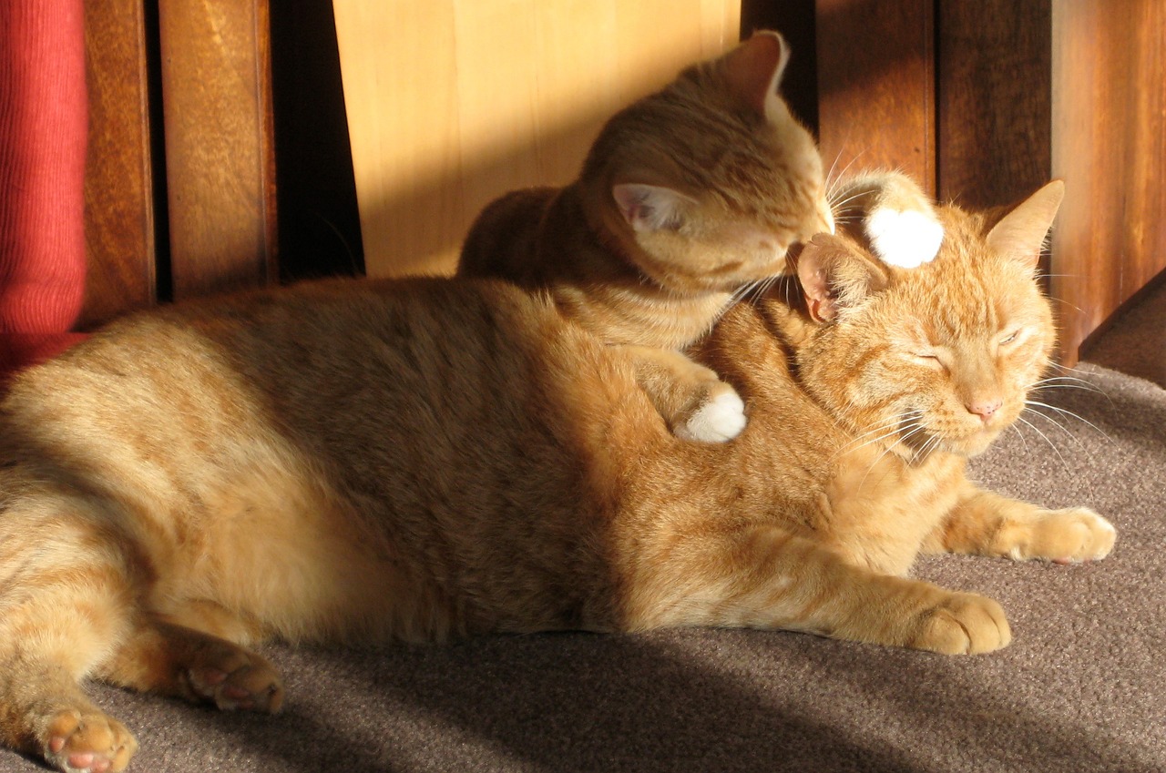 two ginger cats, licking, loving-650546.jpg